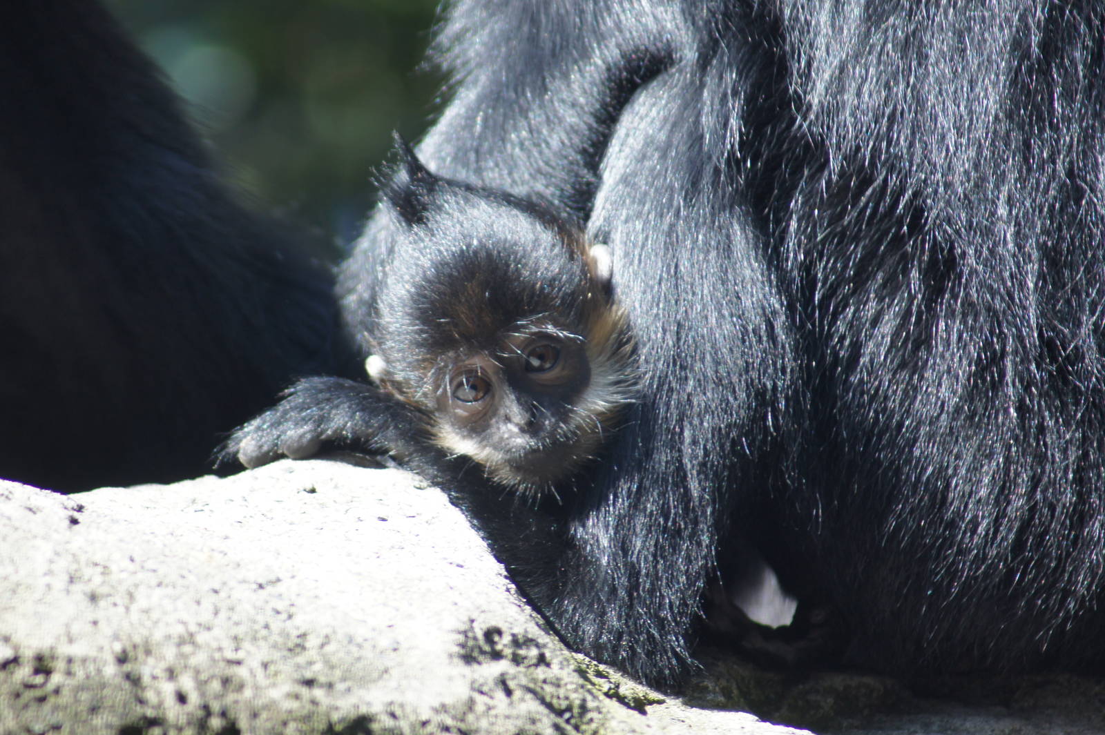 Francois langur Nangua