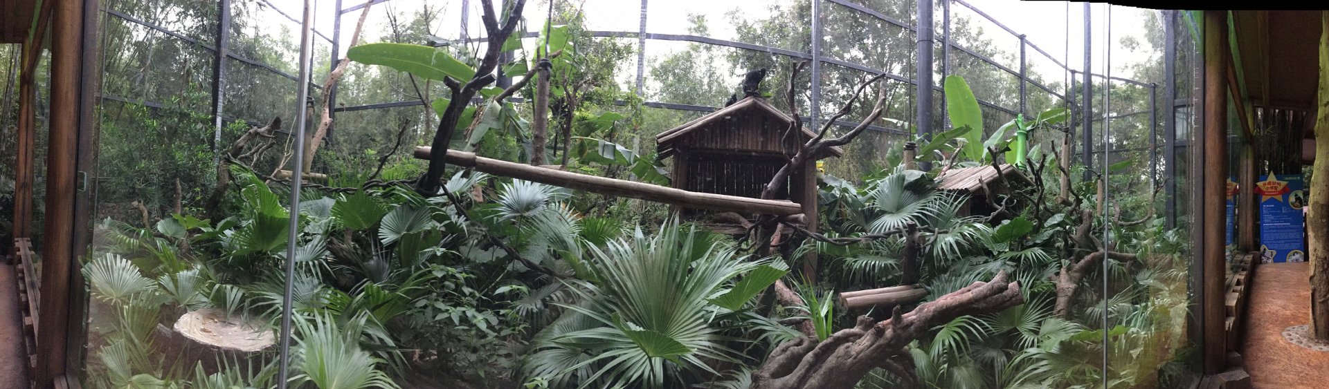 Francois langur new exhibit