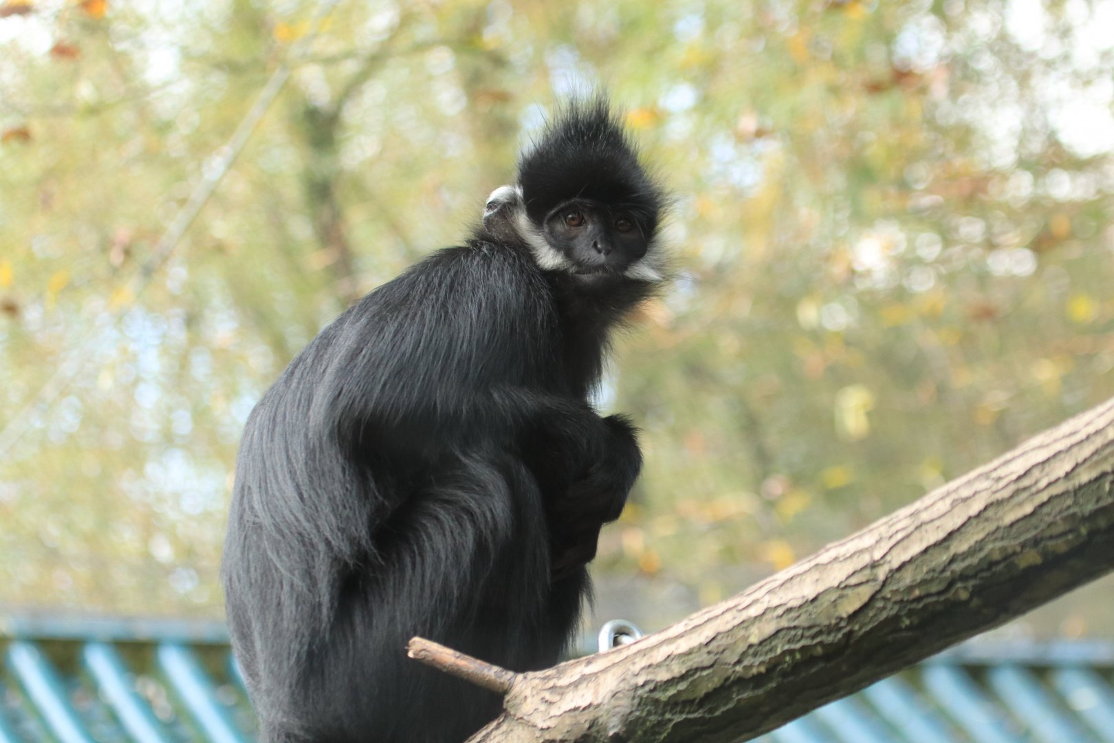 Francois Langur (November 2019)