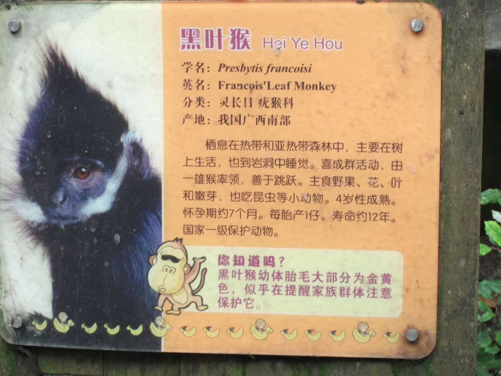 Francois Langur sign
