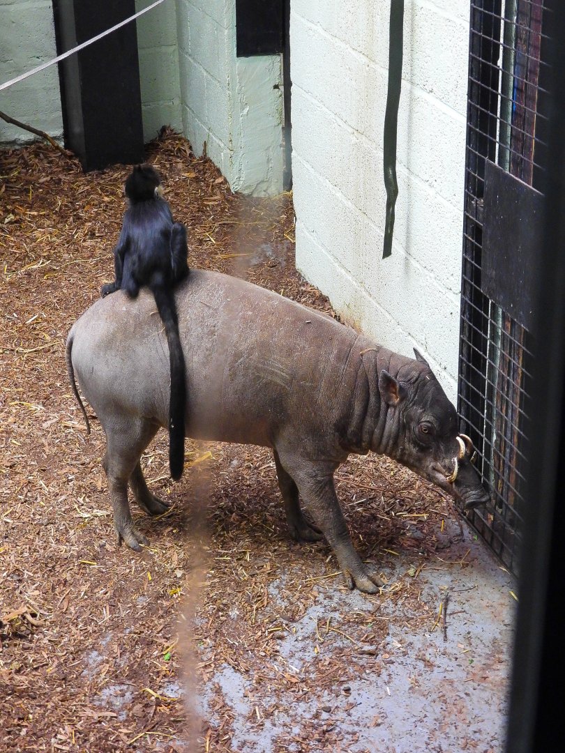 Francois Langur sitting on Sulawesi Babirusa- 8th January 2024