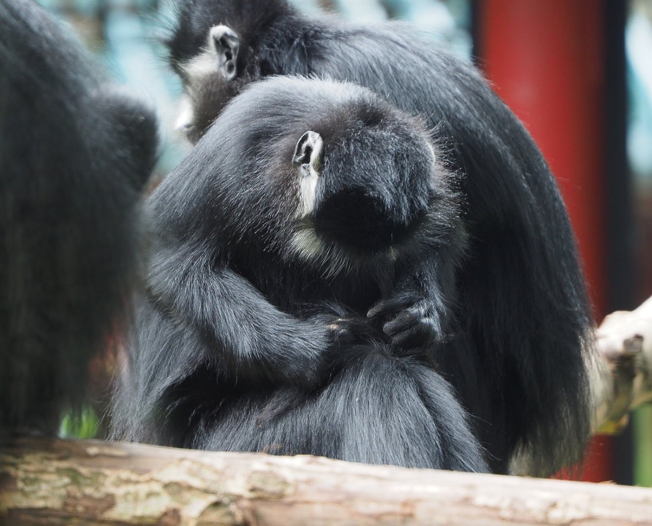 François' langur (Trachypithecus francoisi), 2019-10-05
