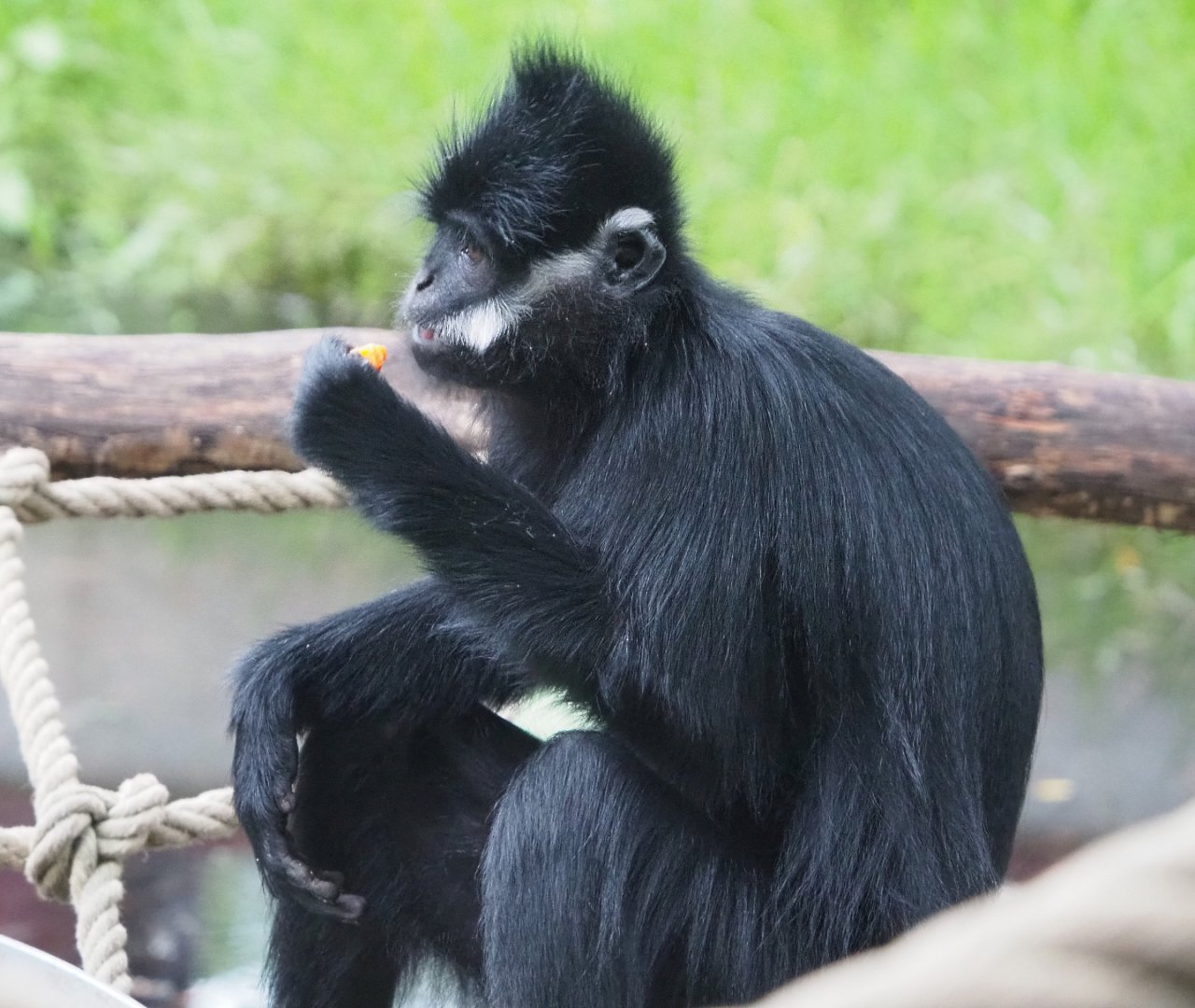 François' langur (Trachypithecus francoisi), 2020-09-03