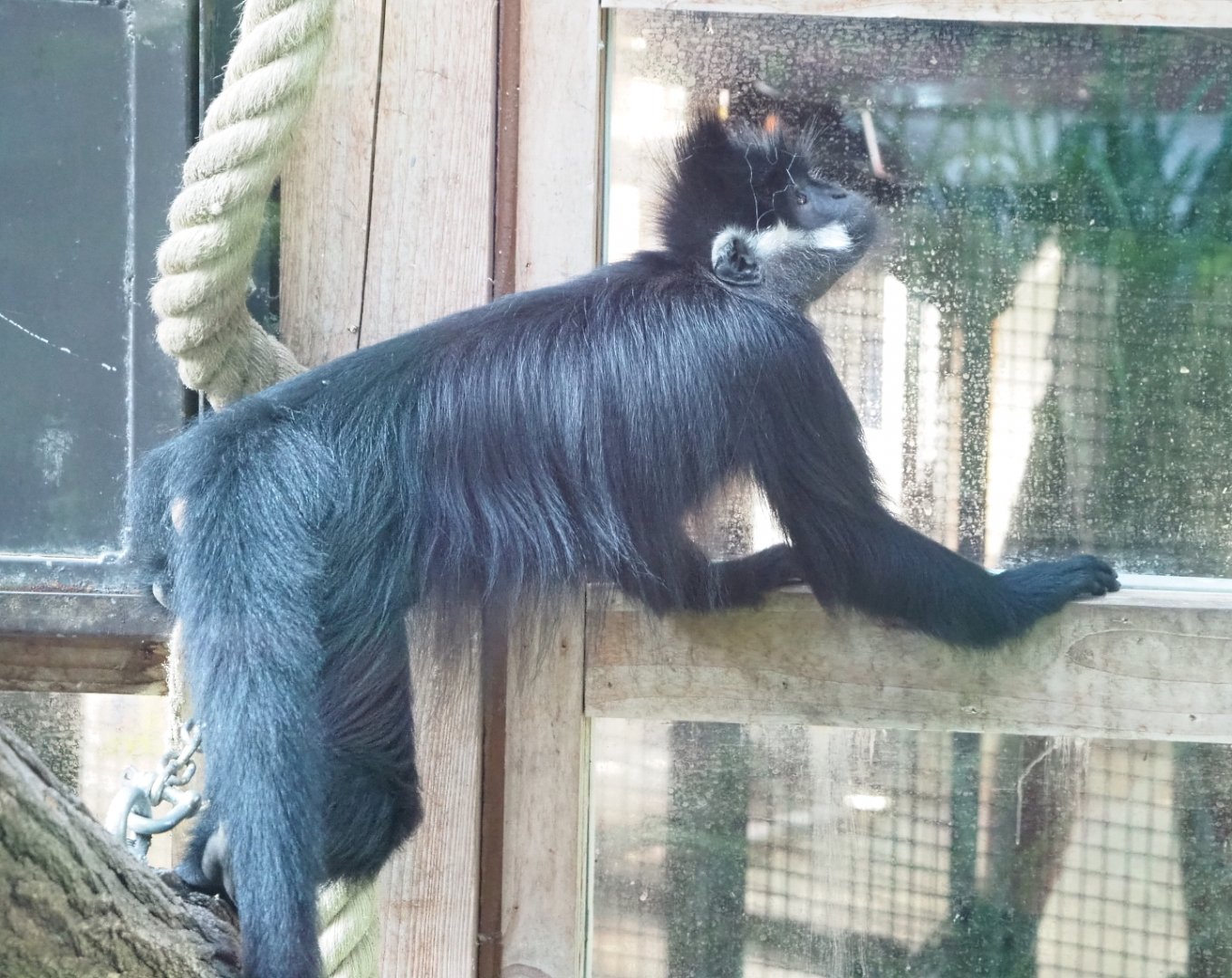 François' langur (Trachypithecus francoisi), 2021-09-03