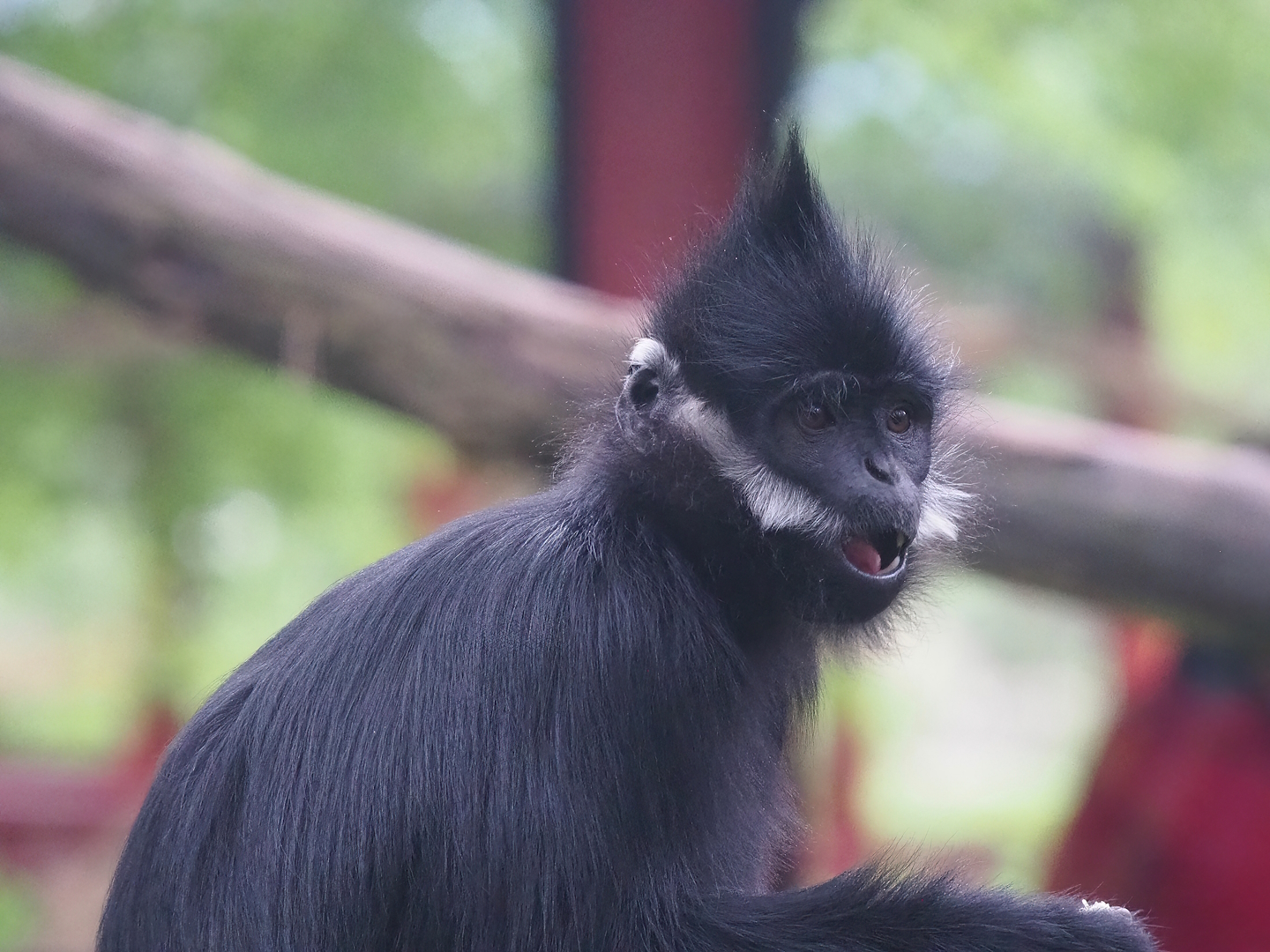 François' langur (Trachypithecus francoisi), 2023-05-15