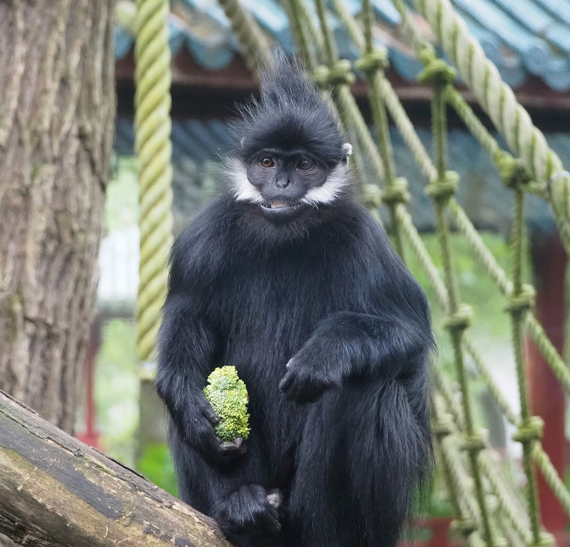 François' langur (Trachypithecus francoisi), 2023-05-15