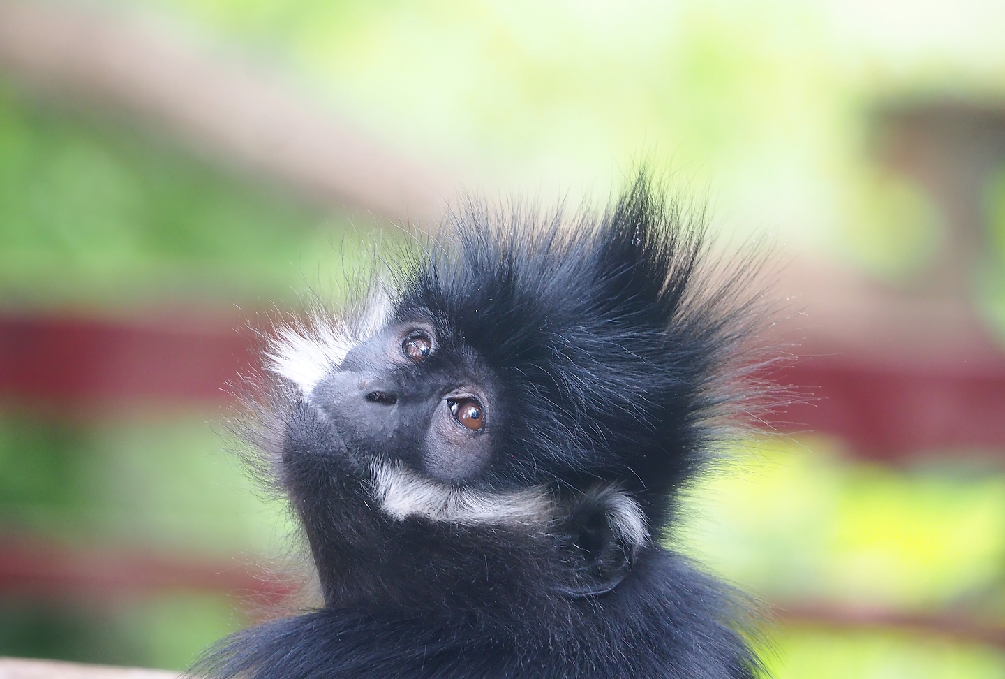 François' langur (Trachypithecus francoisi), 2023-05-16