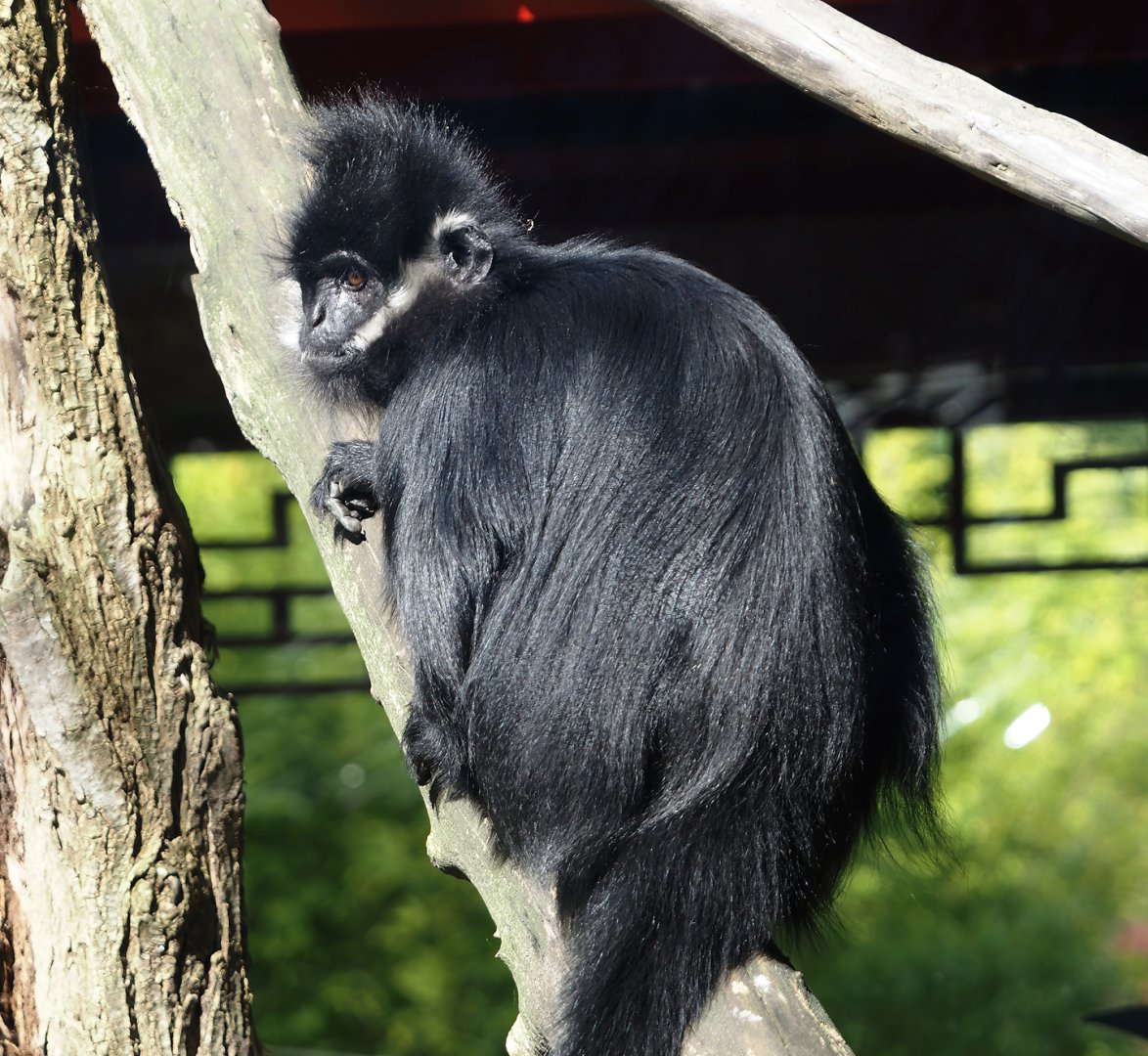 François' langur (Trachypithecus francoisi), 2024-09-17