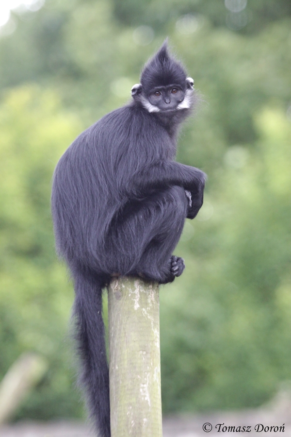 Francois langur (Trachypithecus francoisi francoisi)