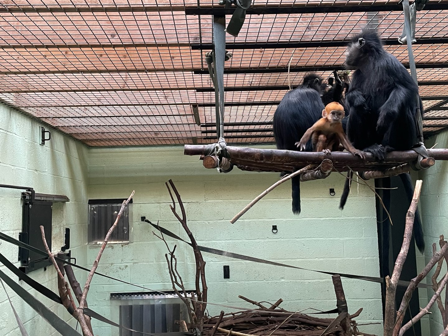 François’ Langur, (Trachypithecus francoisi), interacts with visitors
