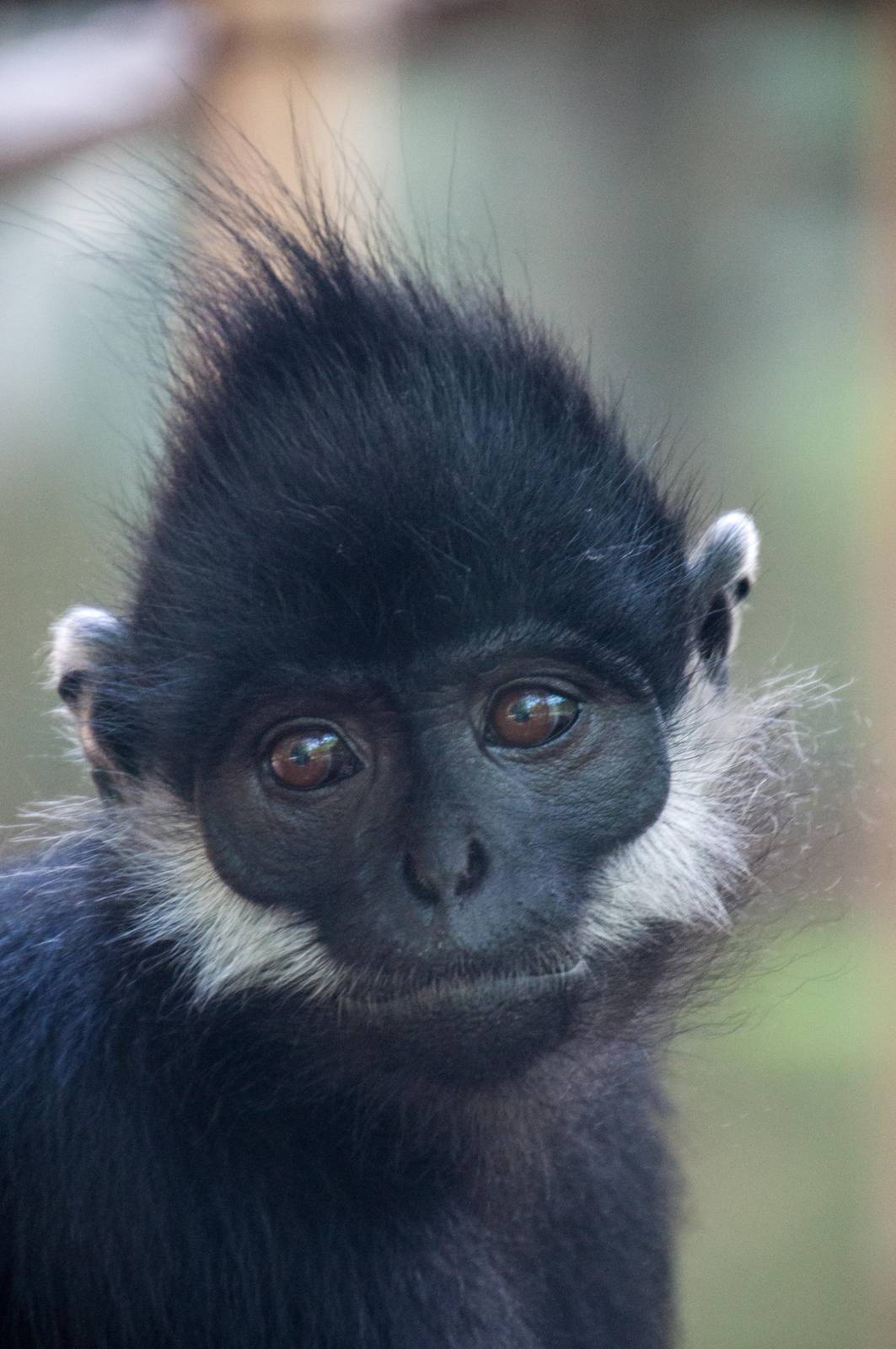Francois langur -Trachypithecus francoisi