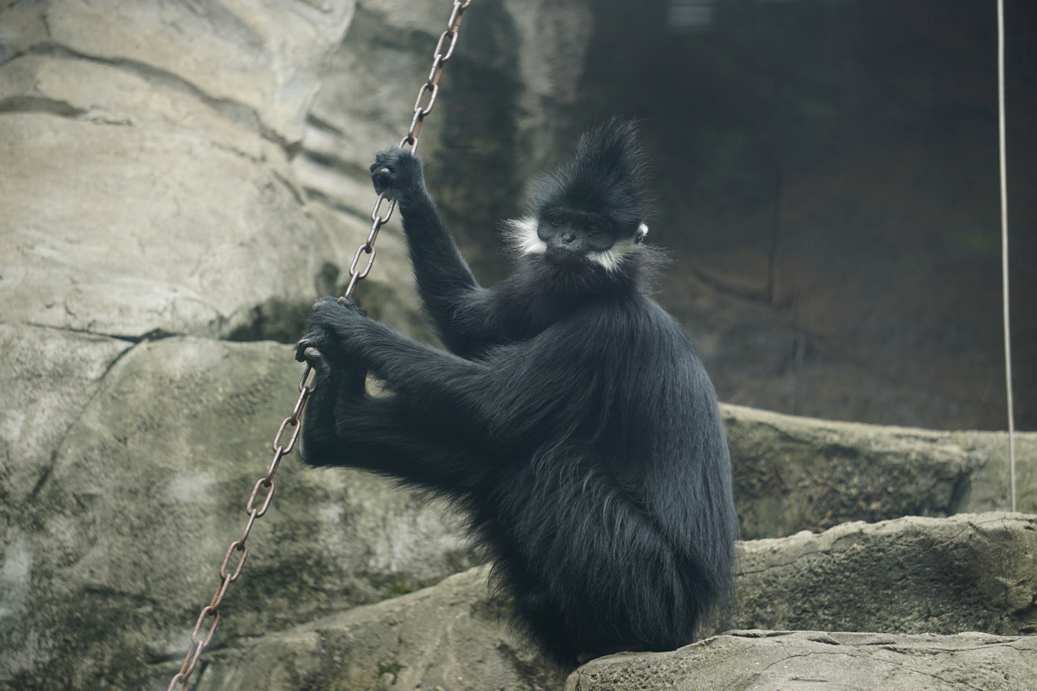 François' langur (Trachypithecus francoisi)
