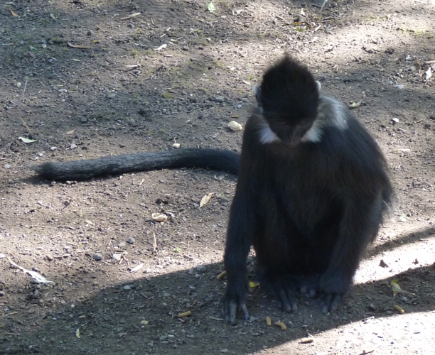 Francois' langur (Trachypithecus francoisi)