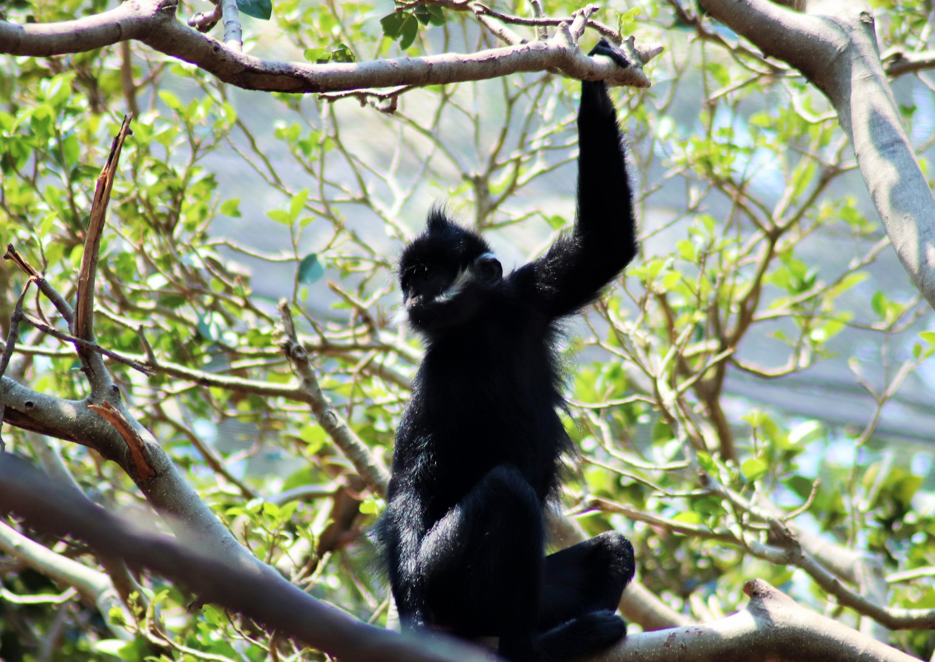 Francois' langur (Trachypithecus francoisi)