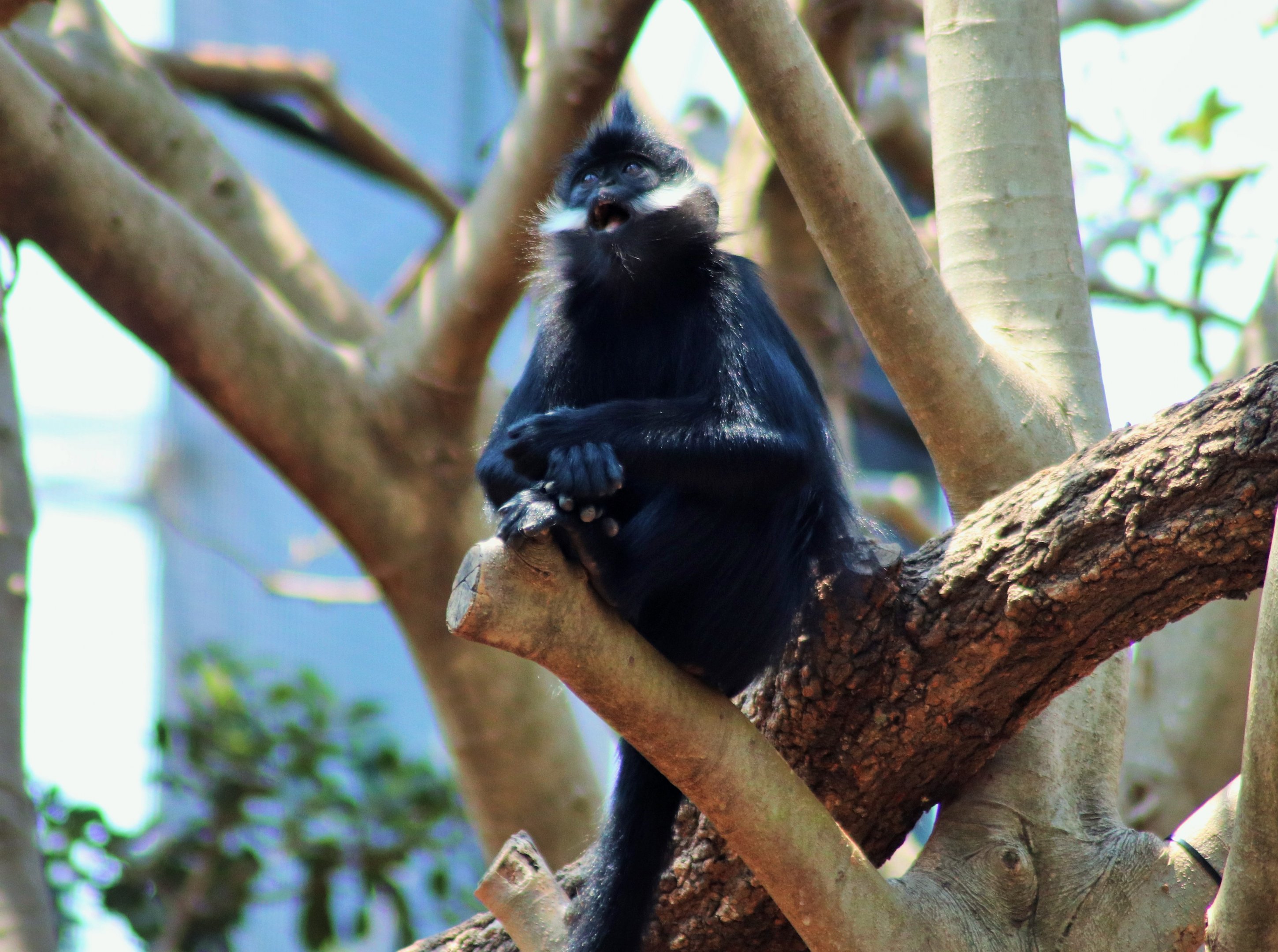 Francois' langur (Trachypithecus francoisi)