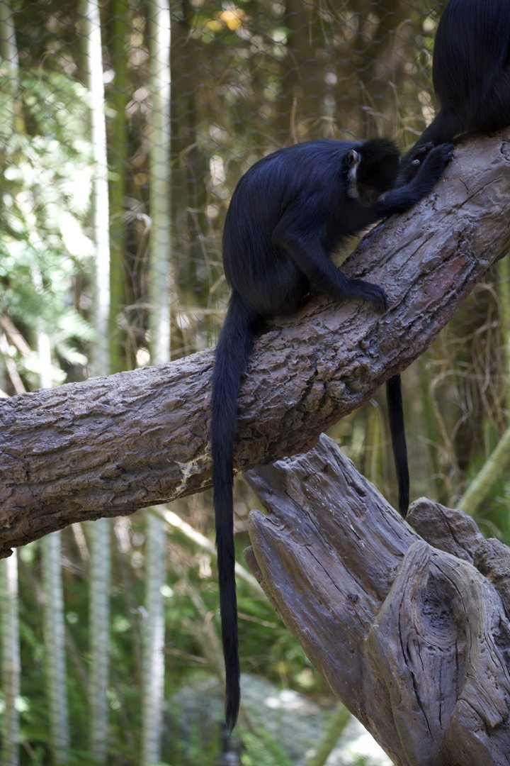 François' langur/ Trachypithecus francoisi