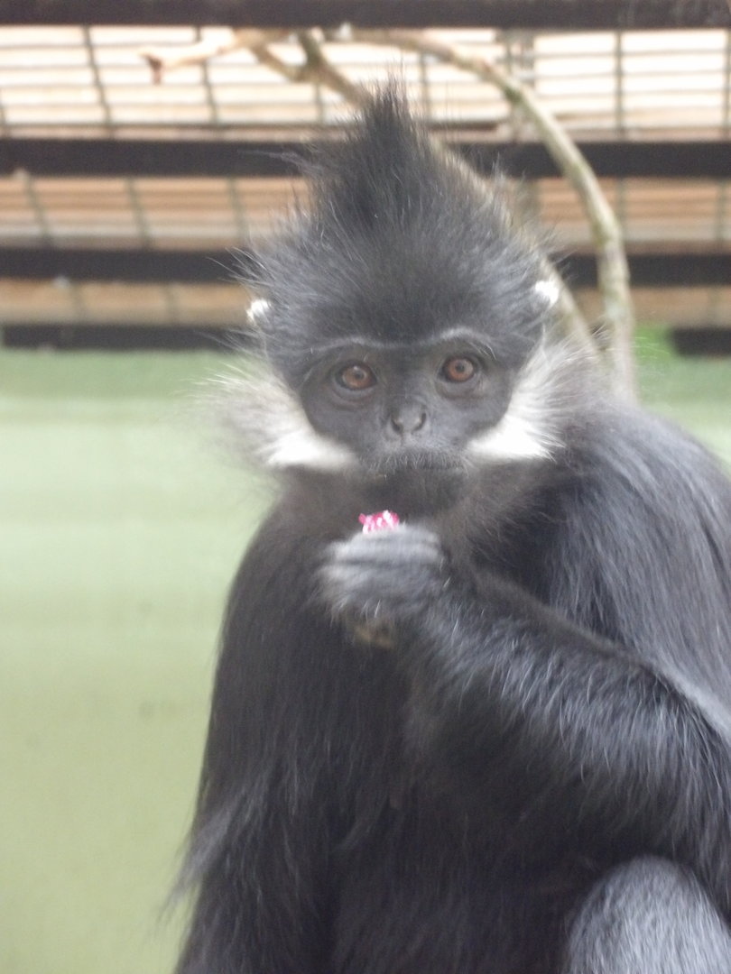 Francois Langur (Trachypithecus francoisi)