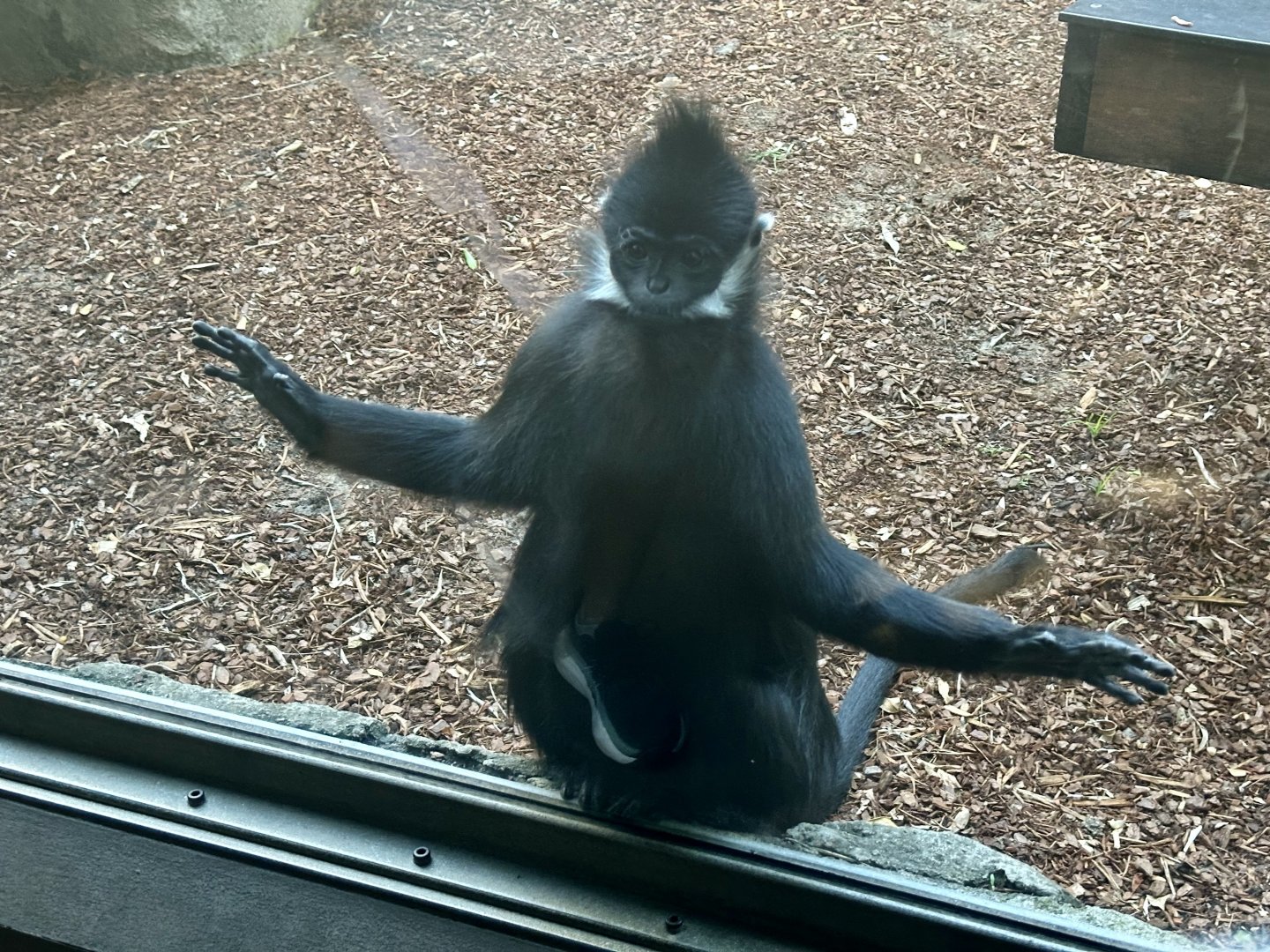 Francois langur (Trachypithecus francoisi)