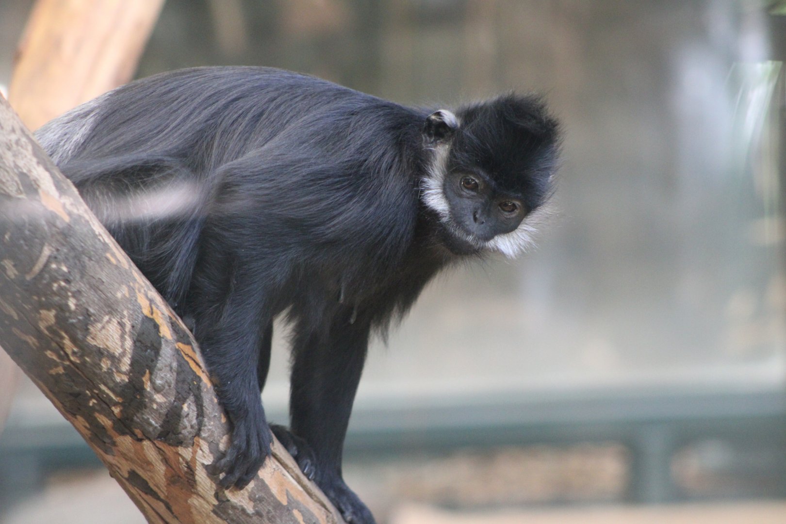 Francois Langur (Trachypithecus francoisi)