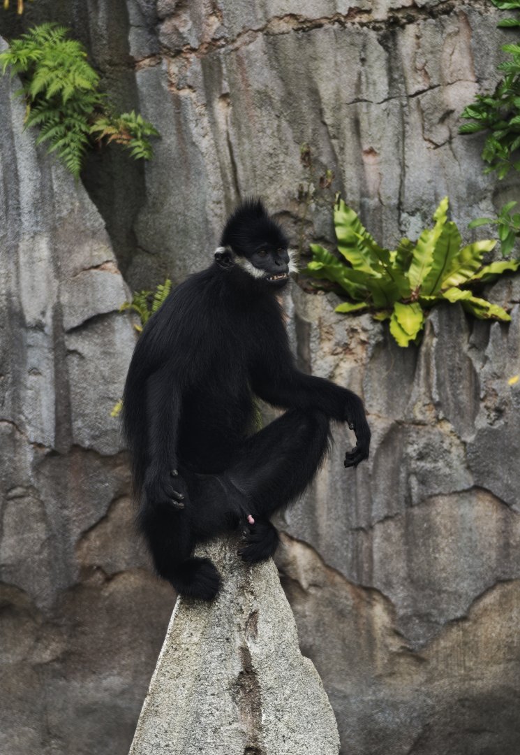 Francois' Langur (Trachypithecus francoisi
