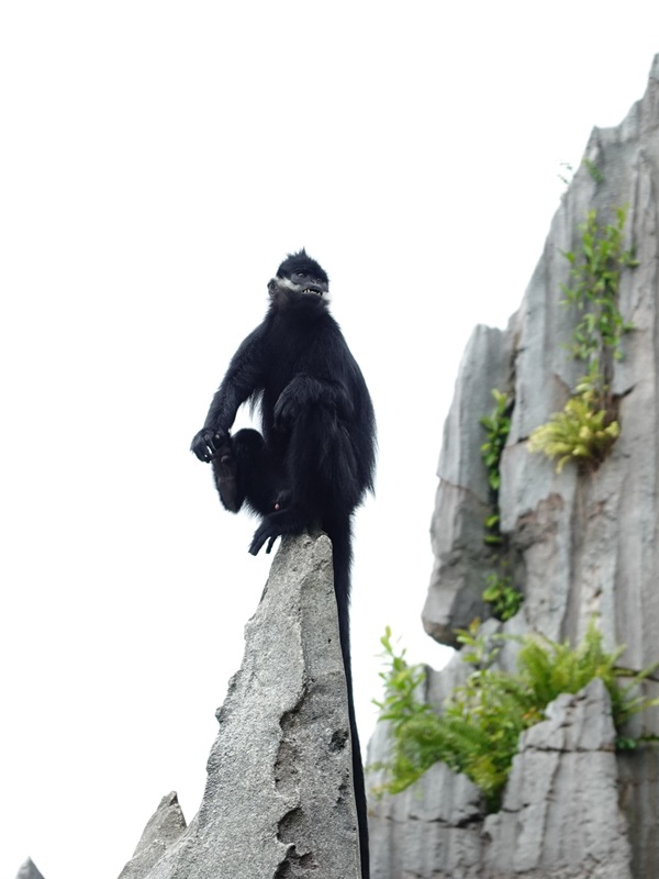 François' langur (Trachypithecus francoisi)