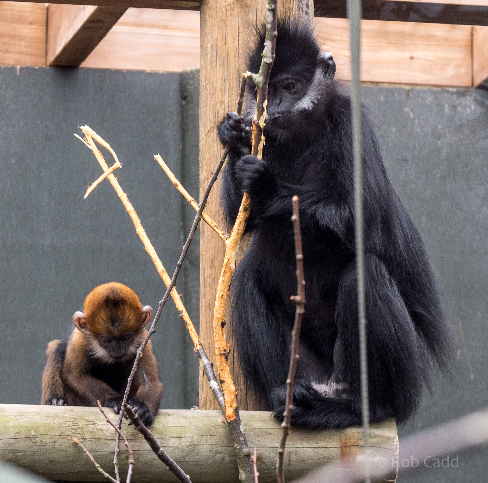 François' langur : Twycross : 18 Mar 2017