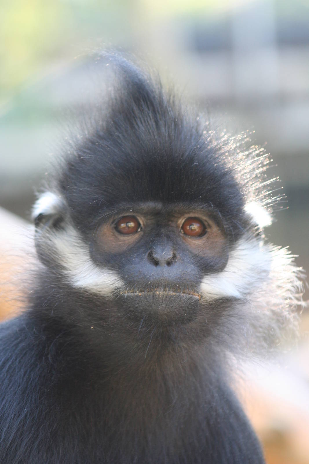 Francois' Langur @ Twycross; 22.10.2010