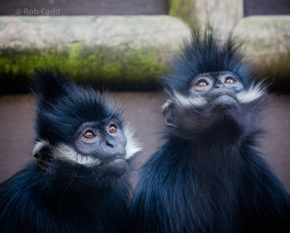 Francois langur : Twycross : 22 Oct 2015