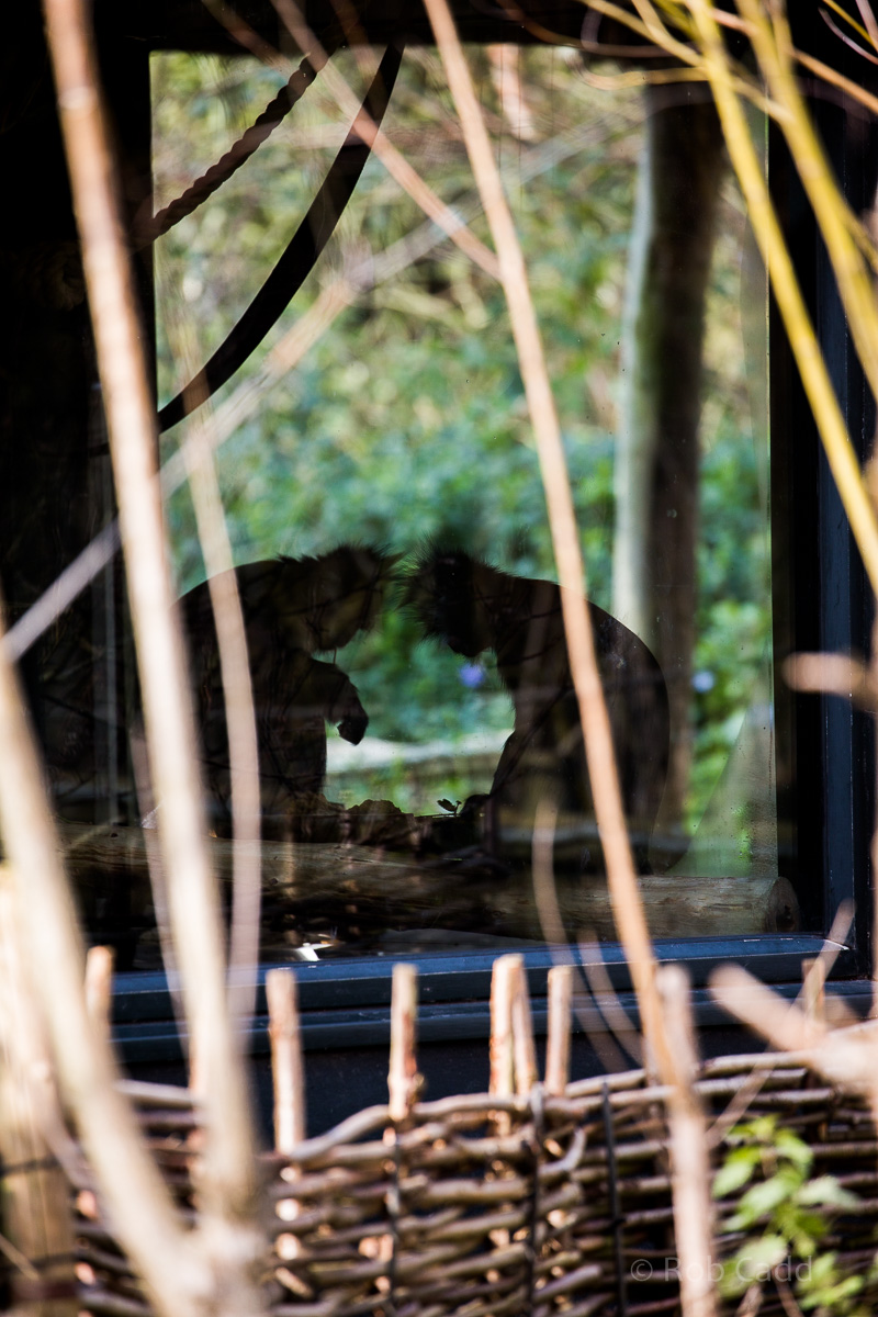 Francois langur : Twycross : 26 Feb 2016
