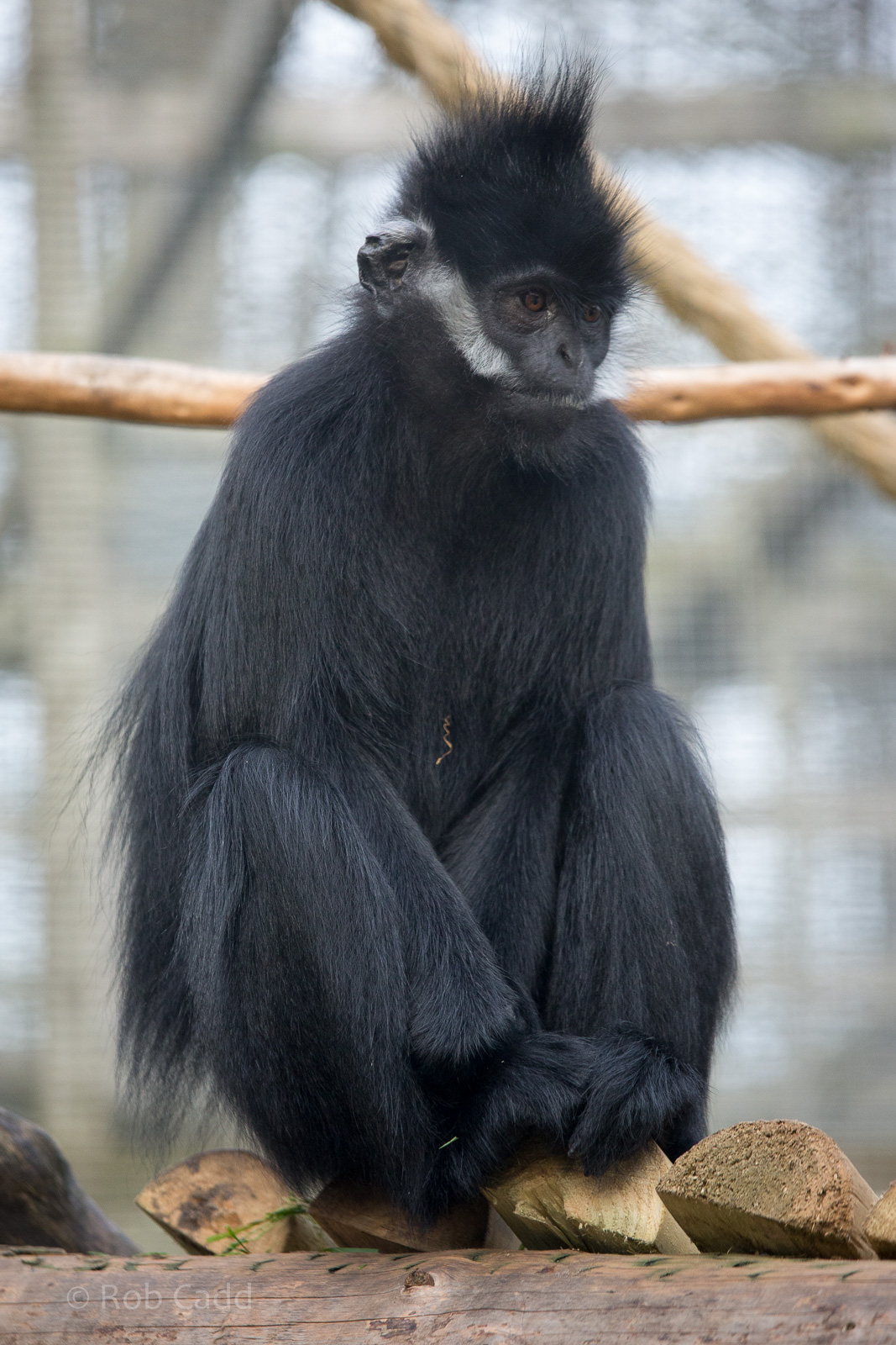 Francois langur : Twycross : 31 Oct 2014