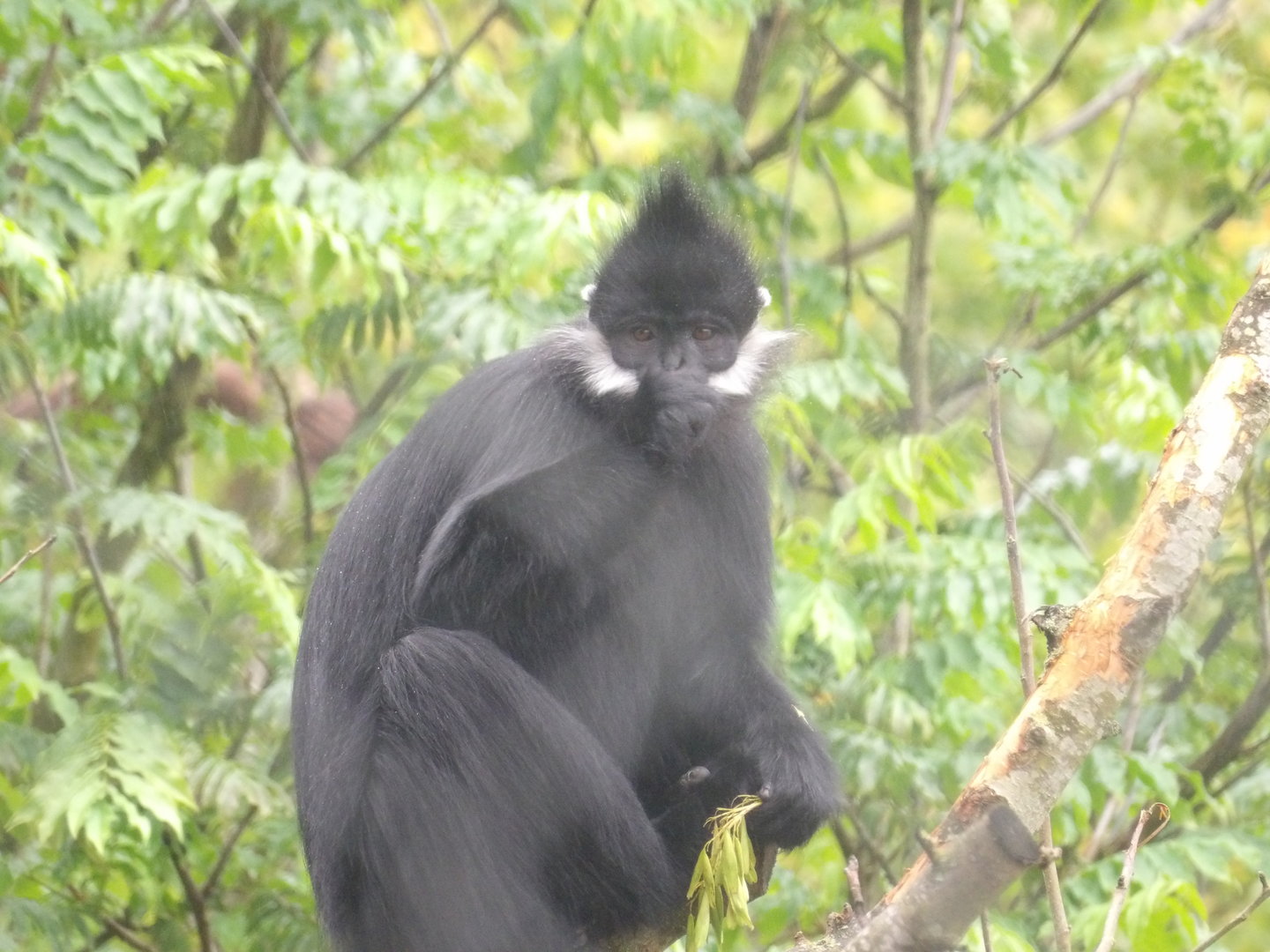 Francois Langur Venturing Outside (Trachypithecus francoisi)