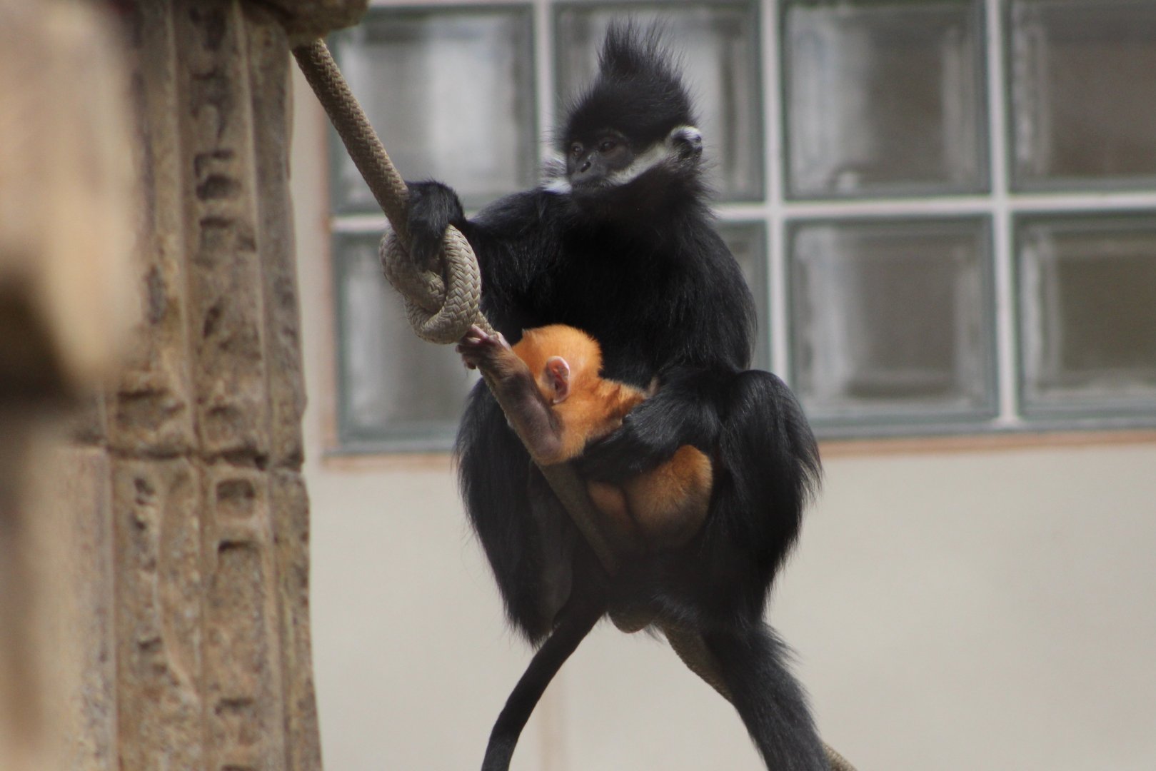Francois’ Langur with Infant (Trachypithecus francoisi)