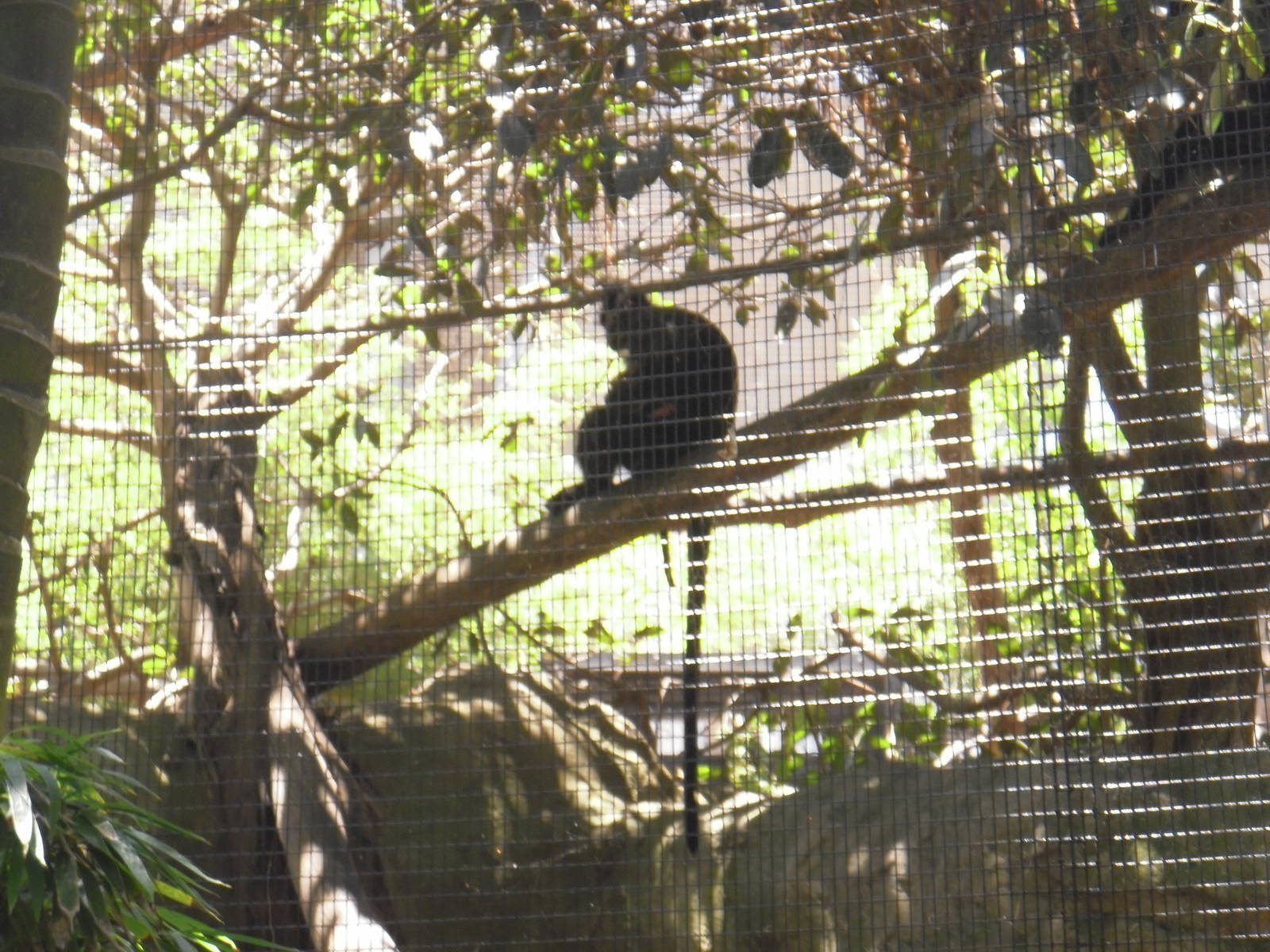 Francois langur with newborn