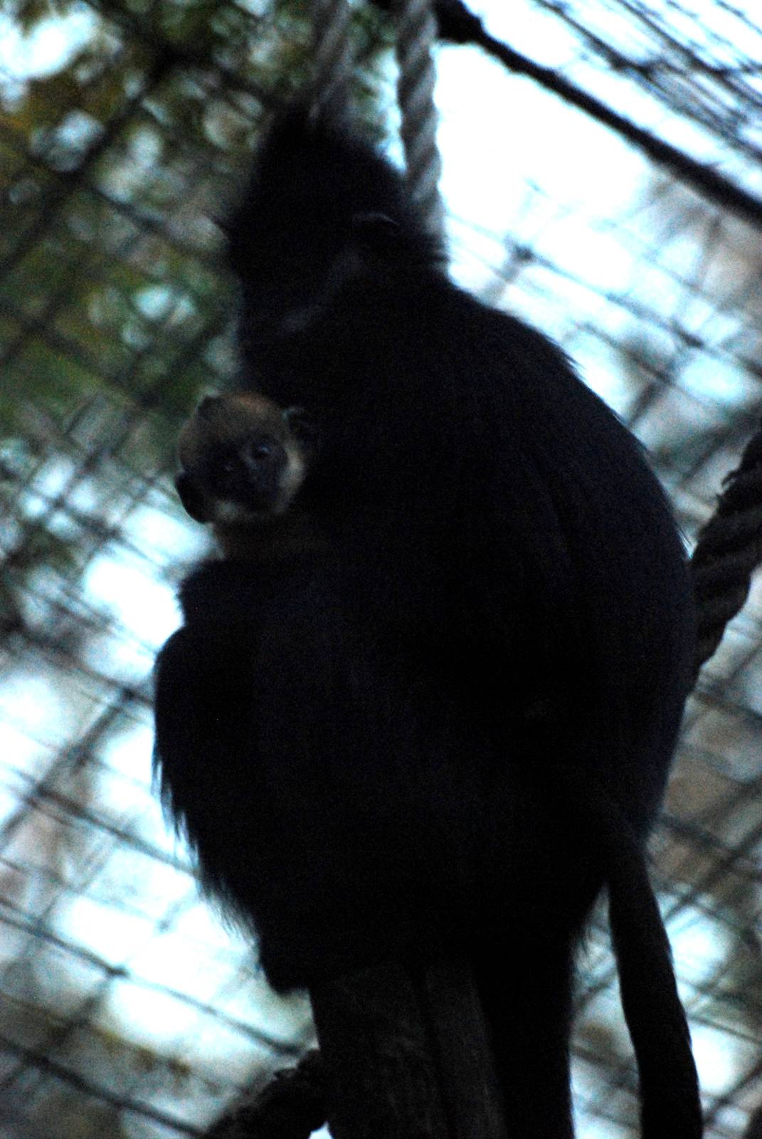 Francois' Langur with Youngster at London, 16/11/11