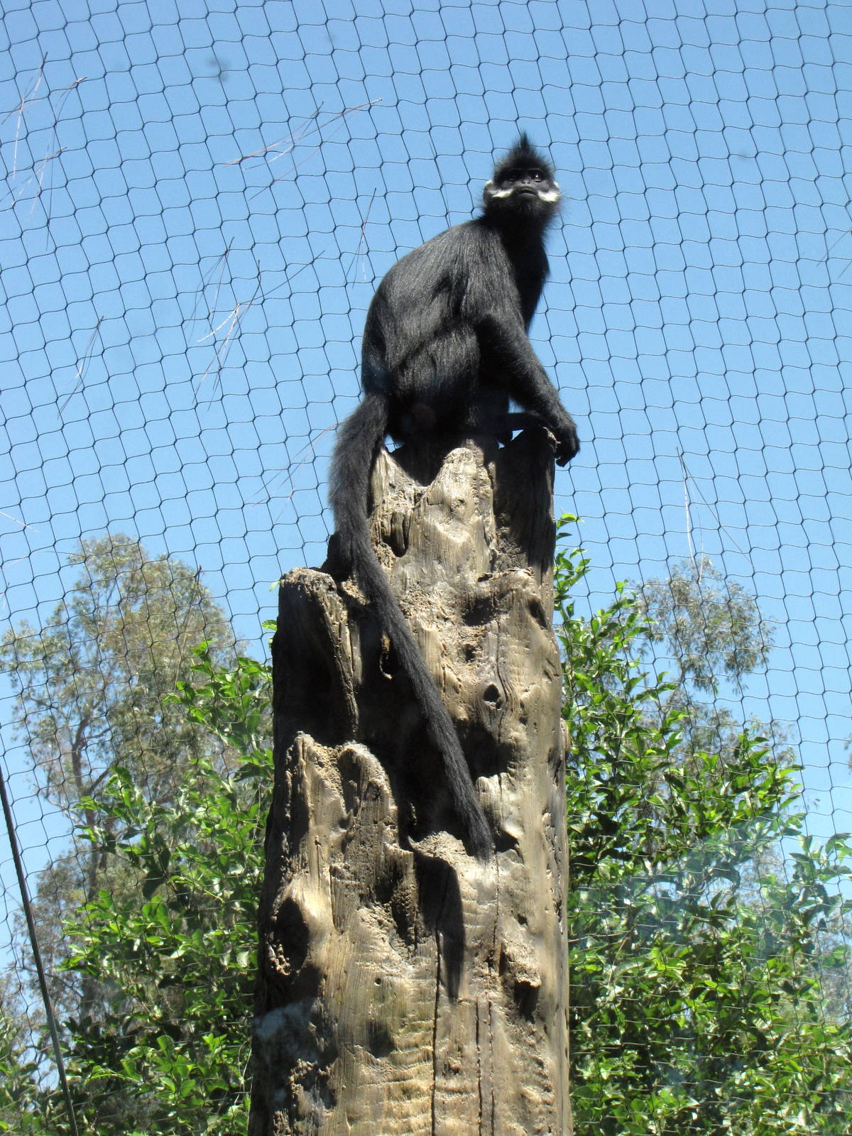 Francois' Langur