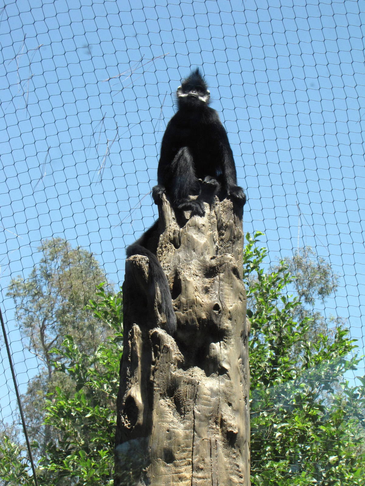 Francois' Langur