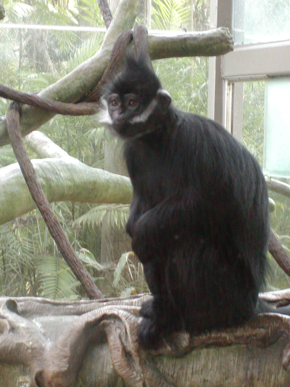 Francois' Langur