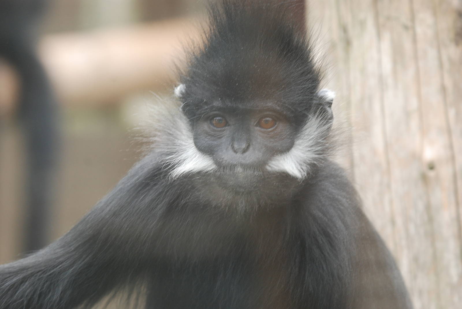 Francois Langur