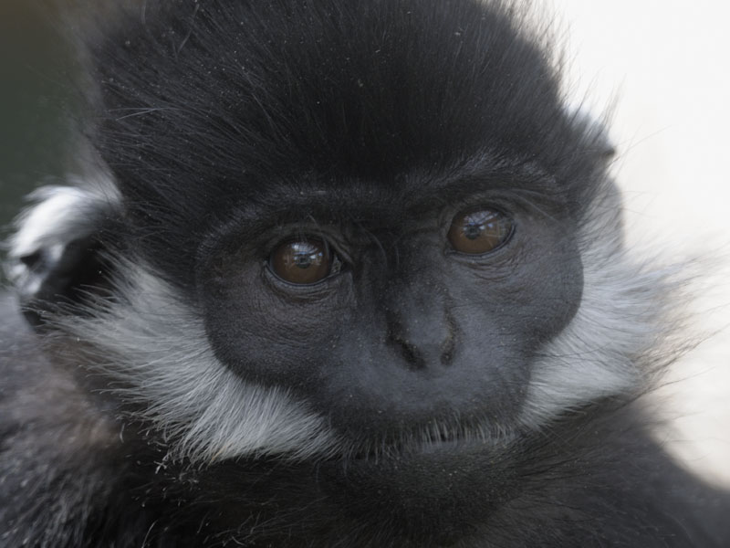 Francois langur