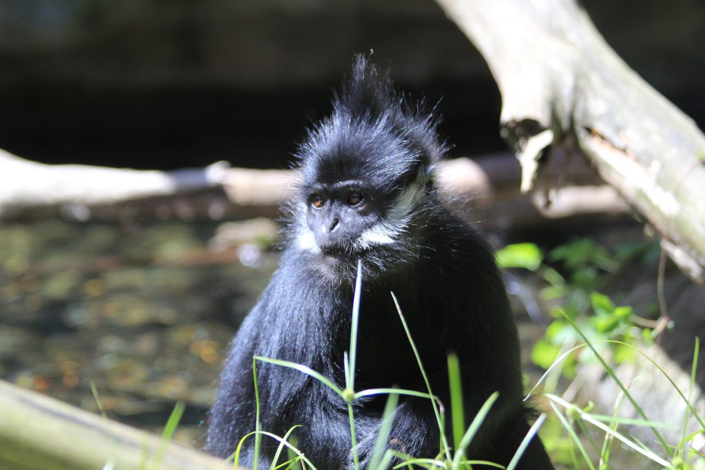 Francois Langur