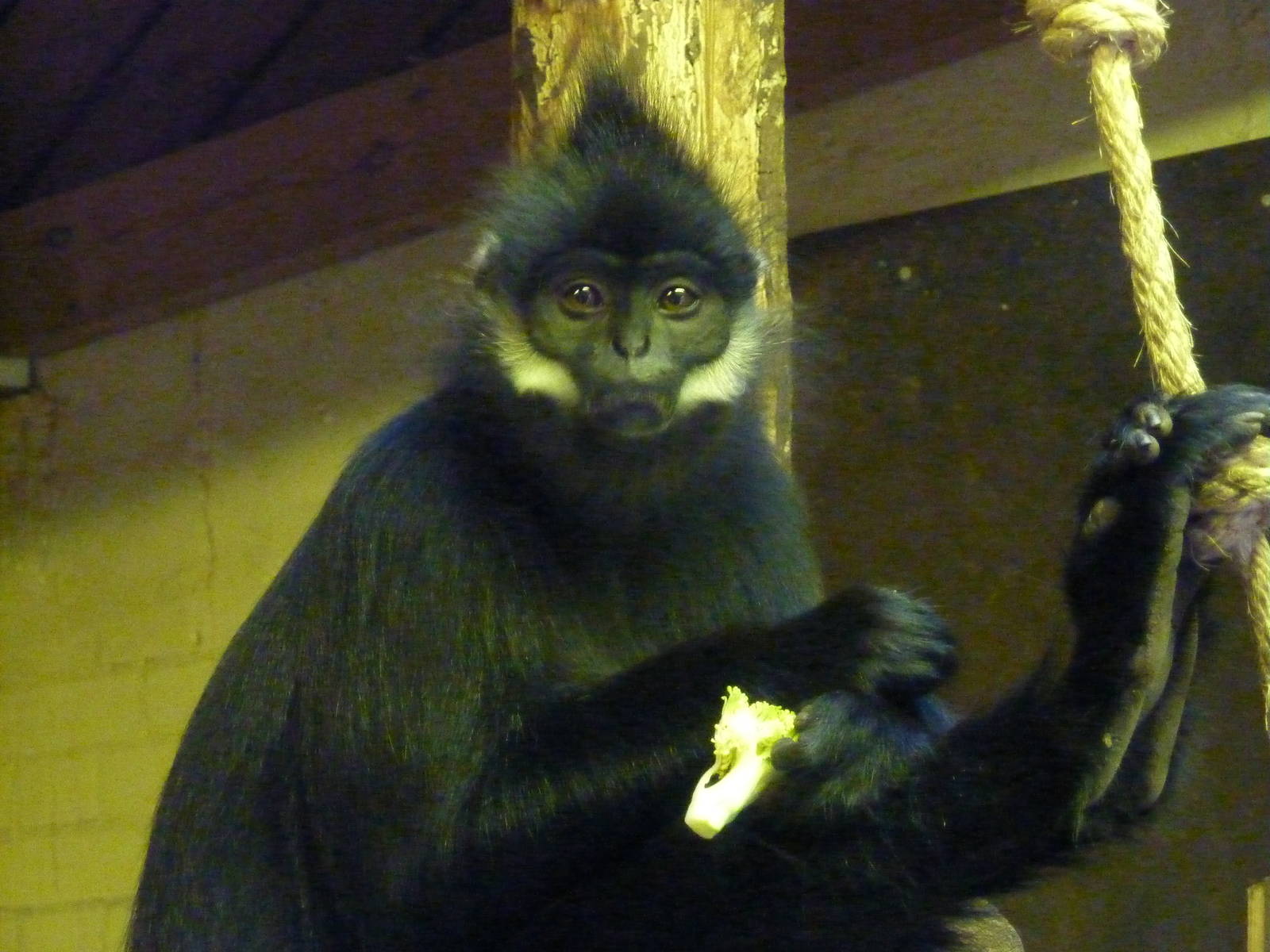 Francois' Langur