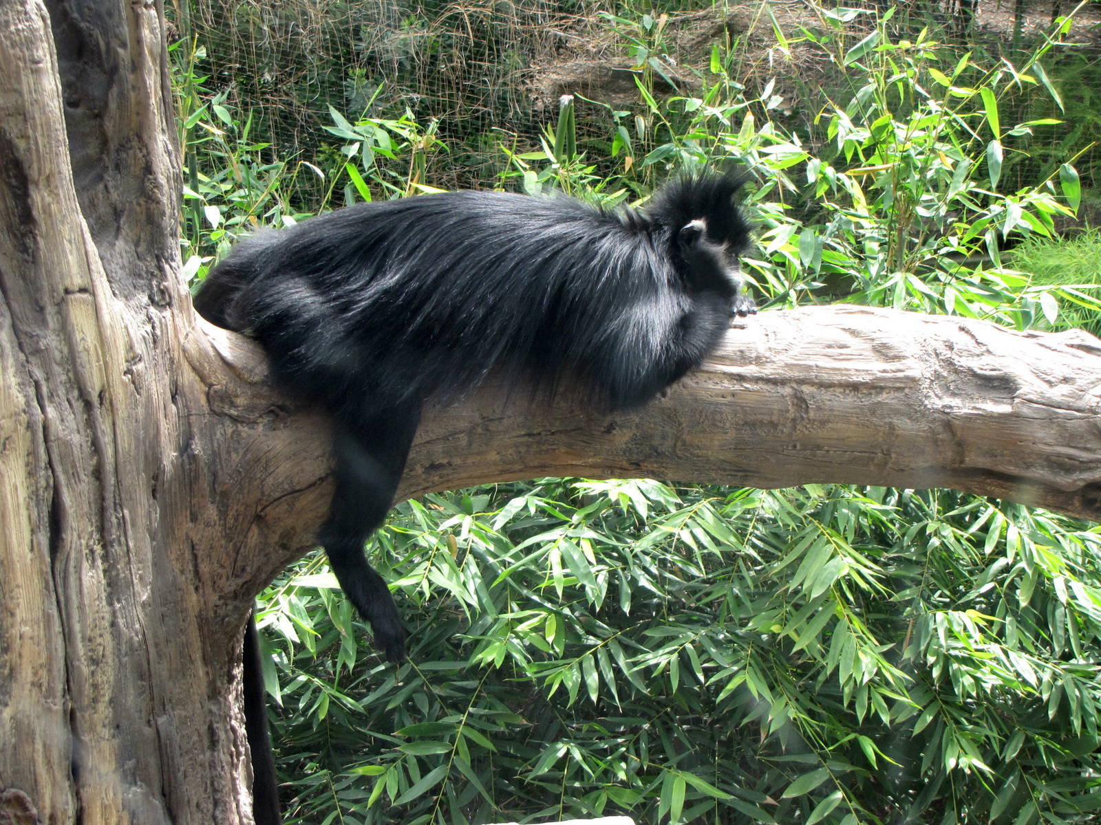 Francois' Langur