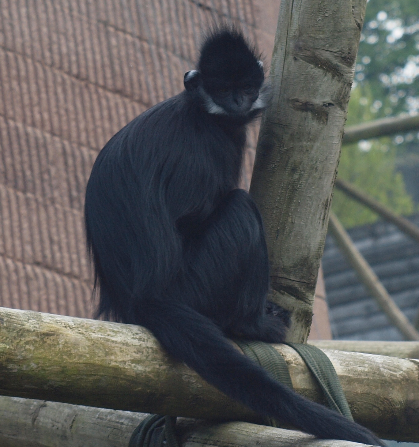 francois Langur