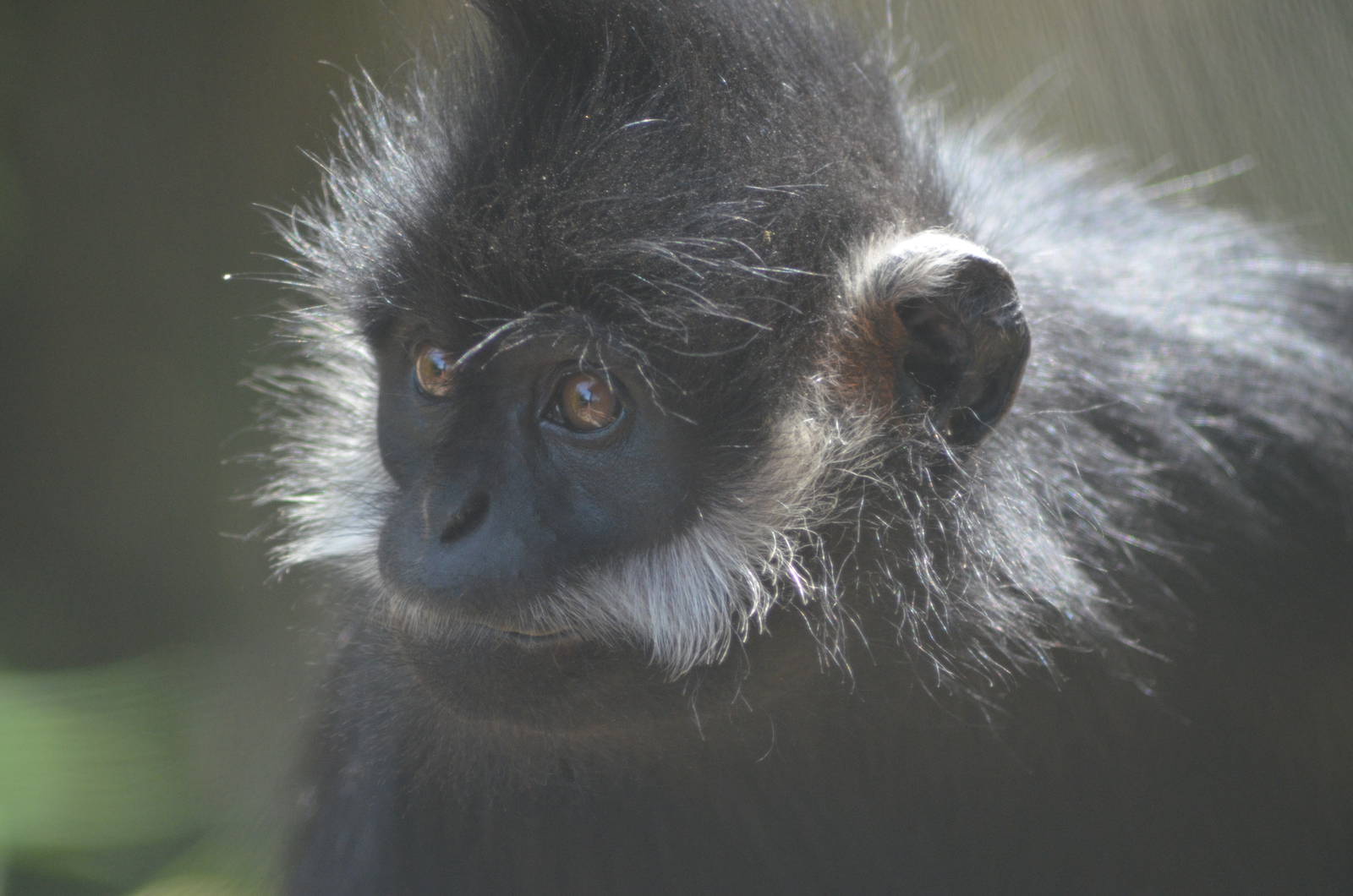 Francois' Langur