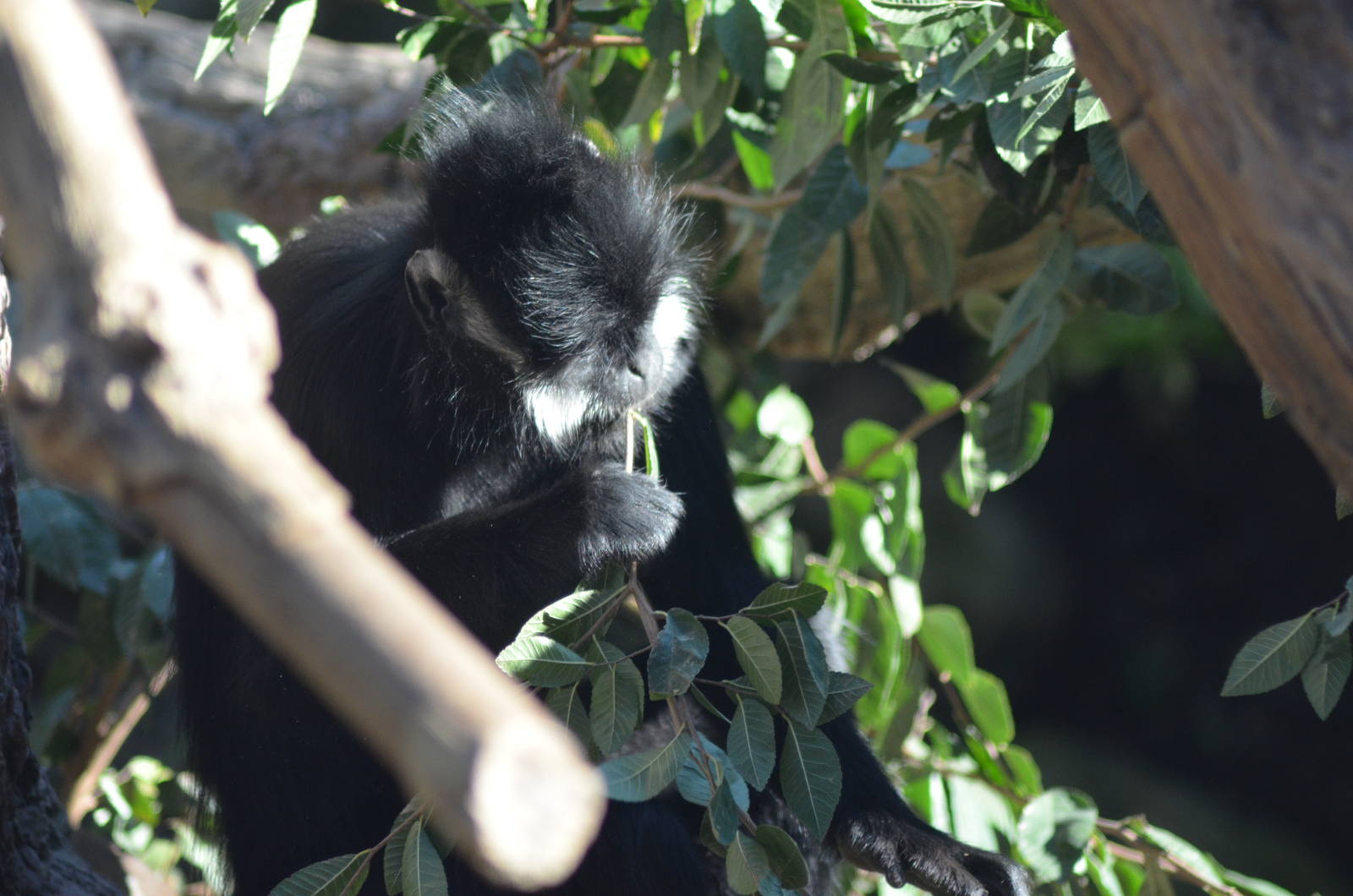 Francois' Langur