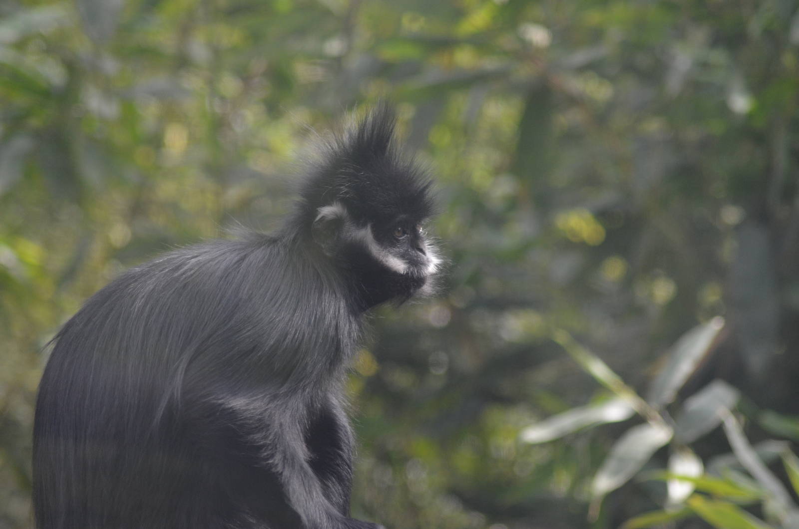 Francois' Langur