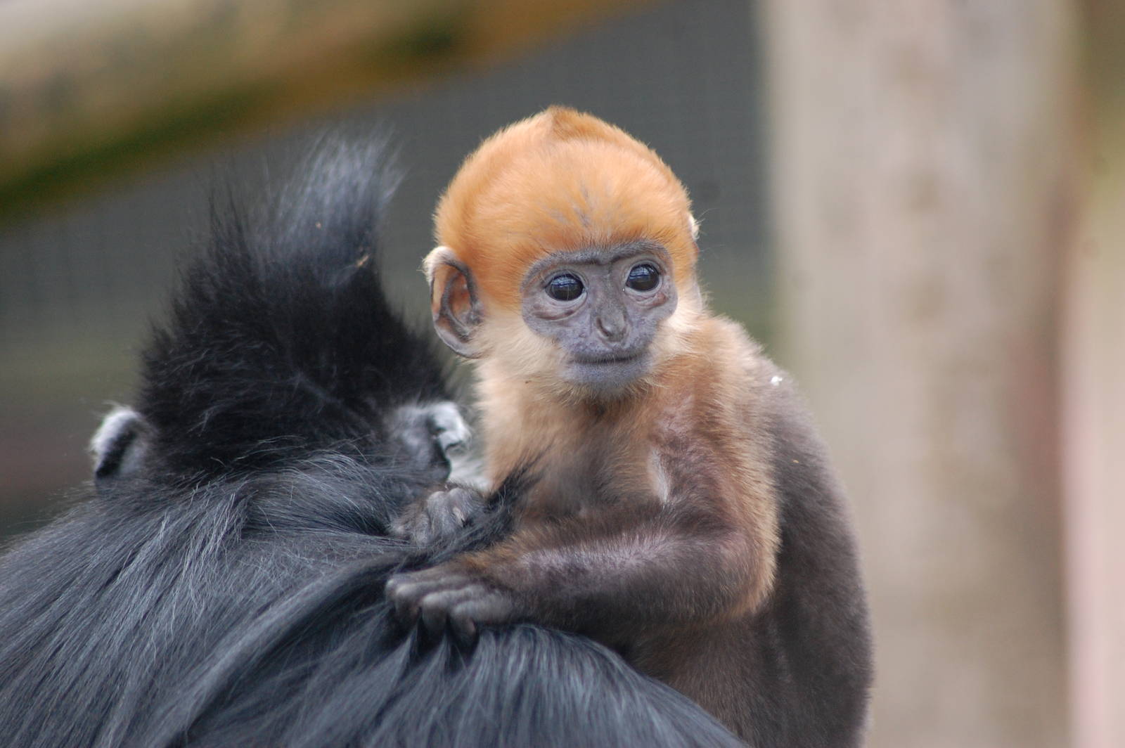 Francois' Langur