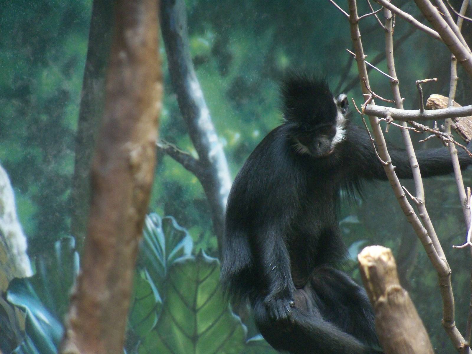 Francois' Langur