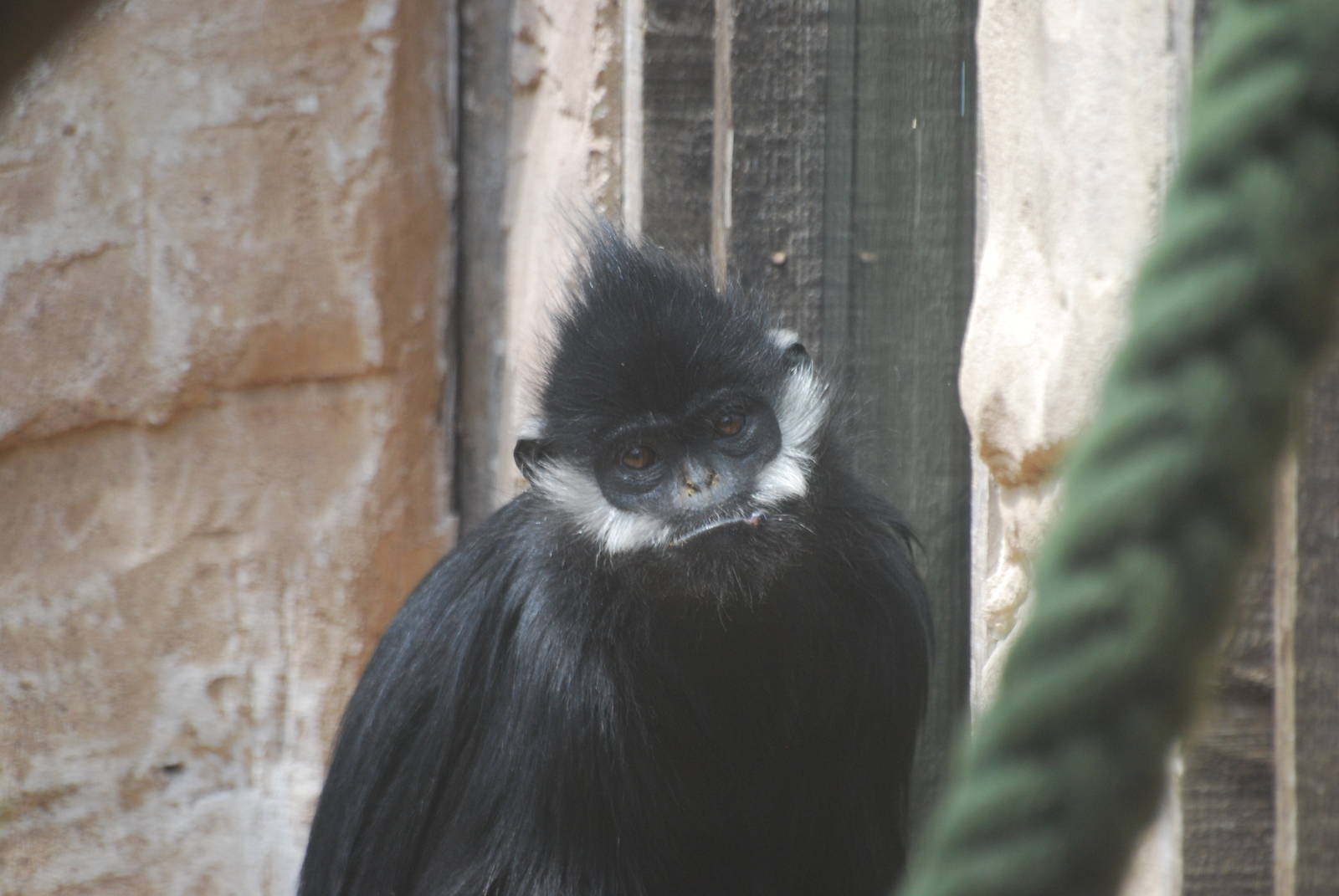 Francois' langur
