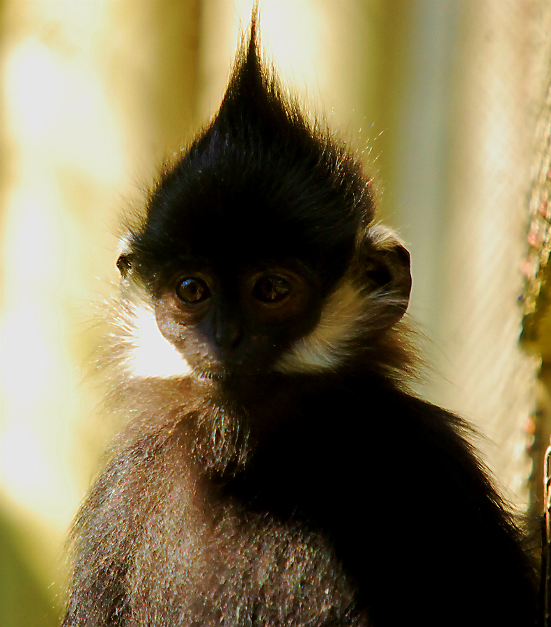 FRANCOIS LANGUR
